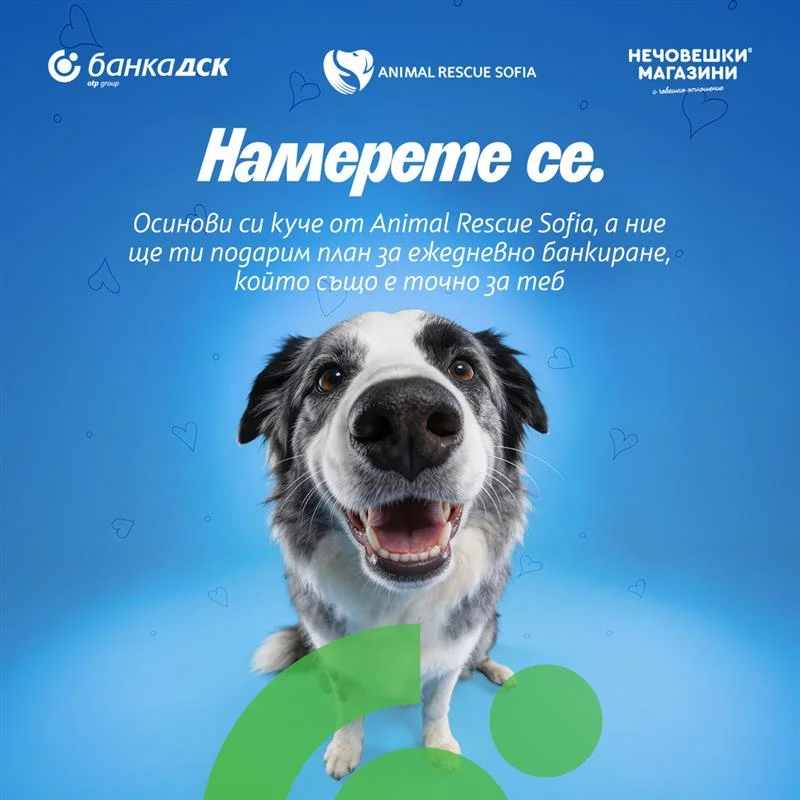 DSK Bank Animal Rescue Dog Adoption