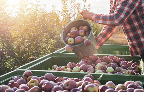 DSK Agro Credit Limit