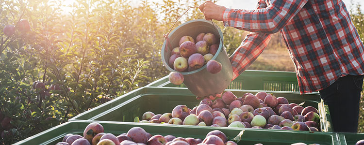 DSK Agro Credit Limit