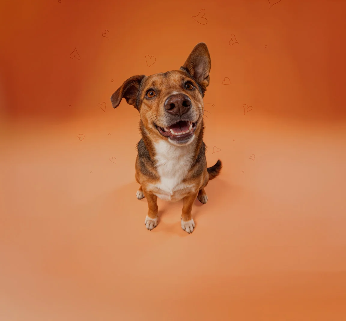 Осинови куче