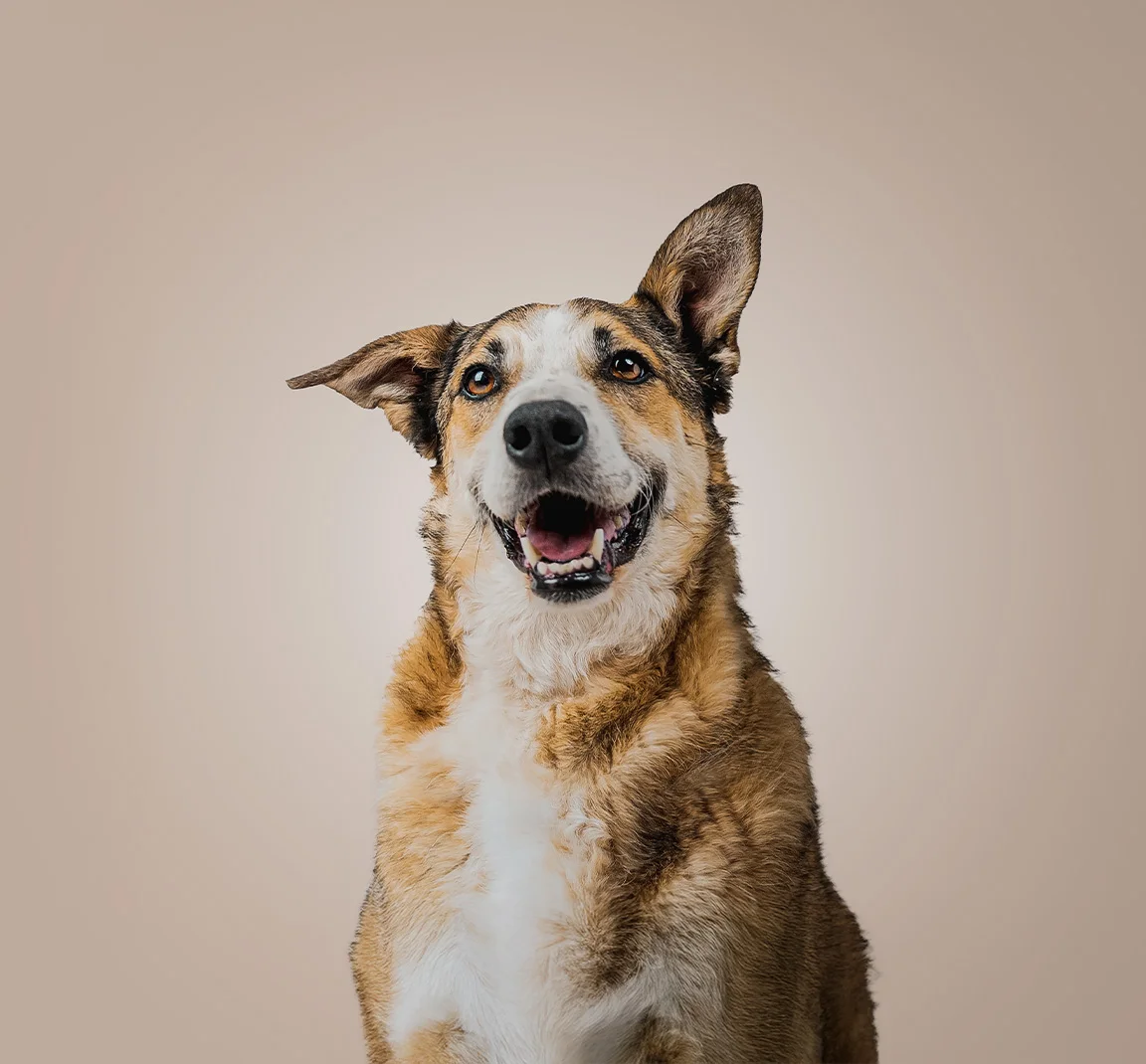 Вземи куче и план за ежеденвно банкиране